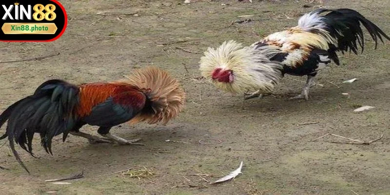 Một số bí quyết chọn kèo cực chuẩn khi đá gà cựa sắt
