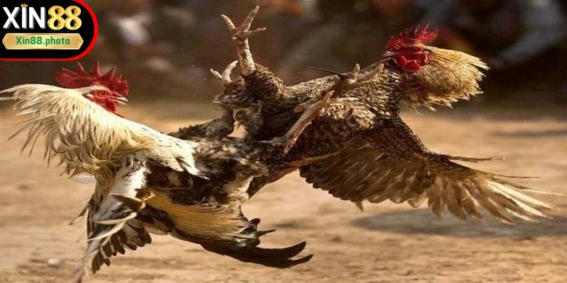 Nhiều dòng chiến kê nổi tiếng xuất hiện trong trận chiến gà cựa sắt