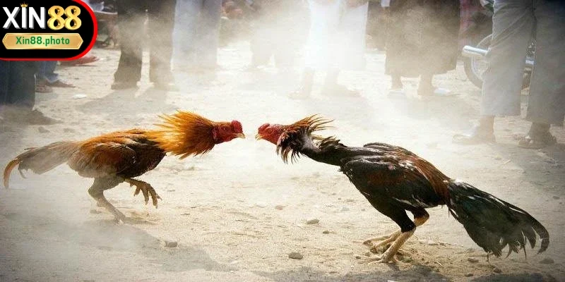 Tìm hiểu thông tin sơ lược về chọi gà cựa sắt