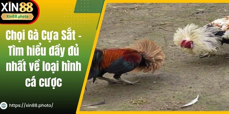 Chọi Gà Cựa Sắt - Tìm Hiểu Đầy Đủ Nhất Về Loại Hình Cá Cược