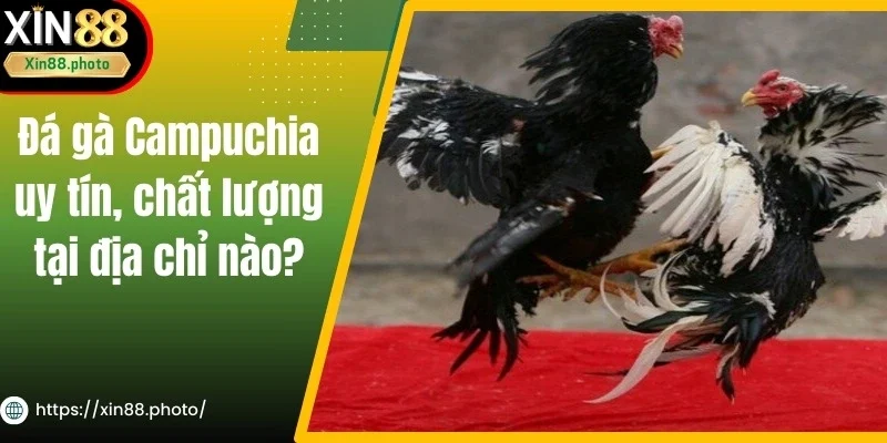 Đá Gà Campuchia Uy Tín, Chất Lượng Tại Địa Chỉ Nào?