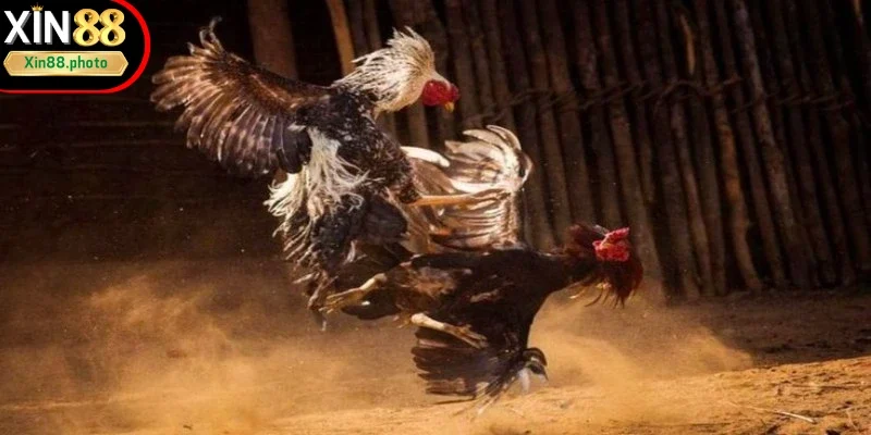 Nên quan sát chiến kê khi vào kèo