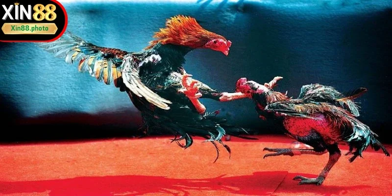 Đá gà trực tiếp C1 có chiến kê mạnh mẽ