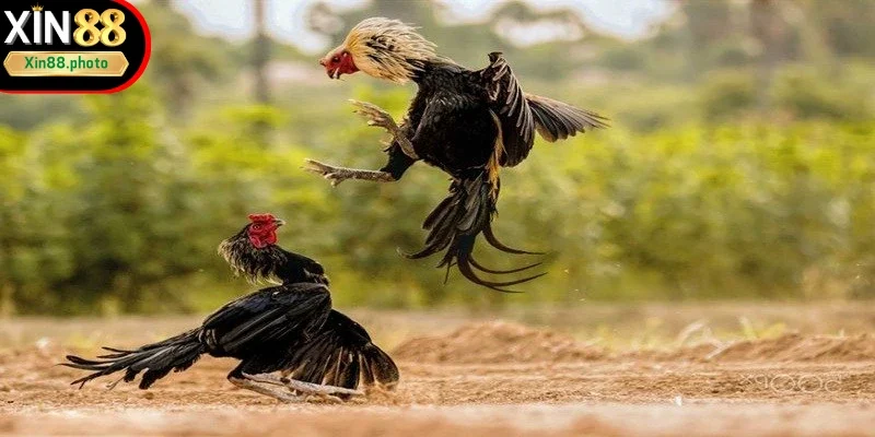 Đá gà trực tiếp C1 đang là tâm điểm được yêu thích