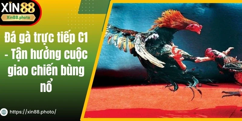 Đá Gà Trực Tiếp C1 - Tận Hưởng Cuộc Giao Chiến Bùng Nổ
