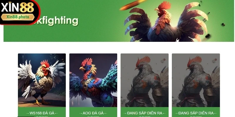 Giới thiệu sơ lược về đá gà tại Xin88