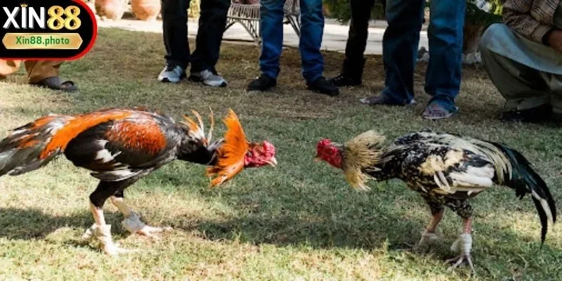 Đá gà C3 có nhịp chơi nhanh, kịch tính