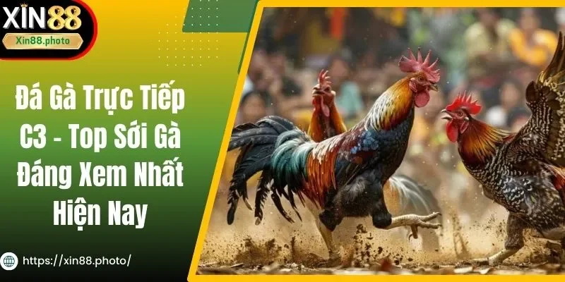 Đá Gà Trực Tiếp C3 - Top Sới Gà Đáng Xem Nhất Hiện Nay
