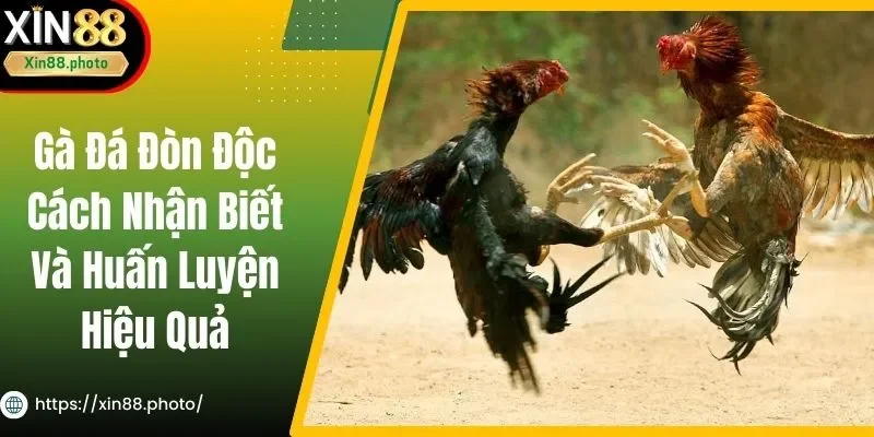 Gà Đá Đòn Độc - Cách Nhận Biết Và Huấn Luyện Hiệu Quả