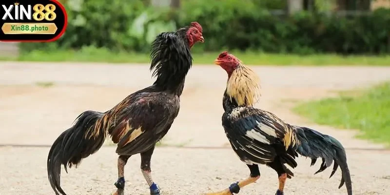 Nâng cao tính giải trí cho trận đấu