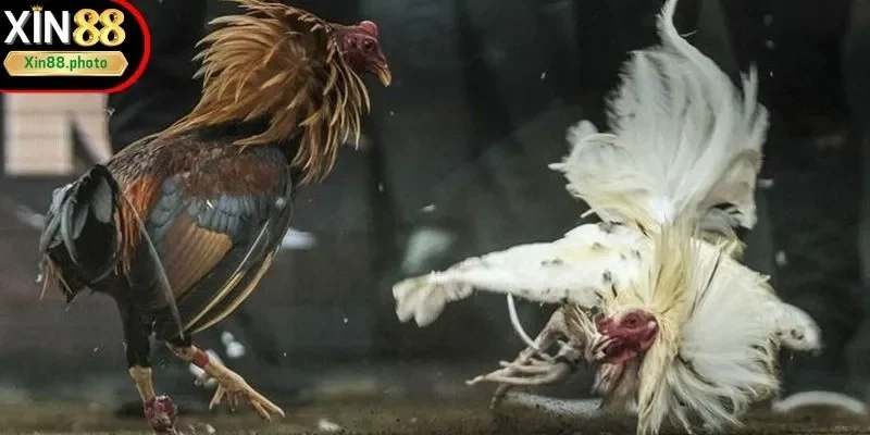 Sơ lược về đá gà cựa dao