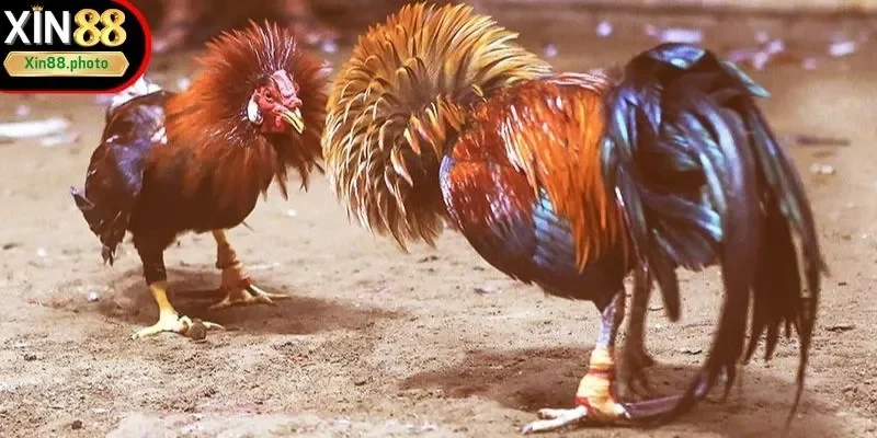 Thông tin chung về đá gà trực tiếp C3